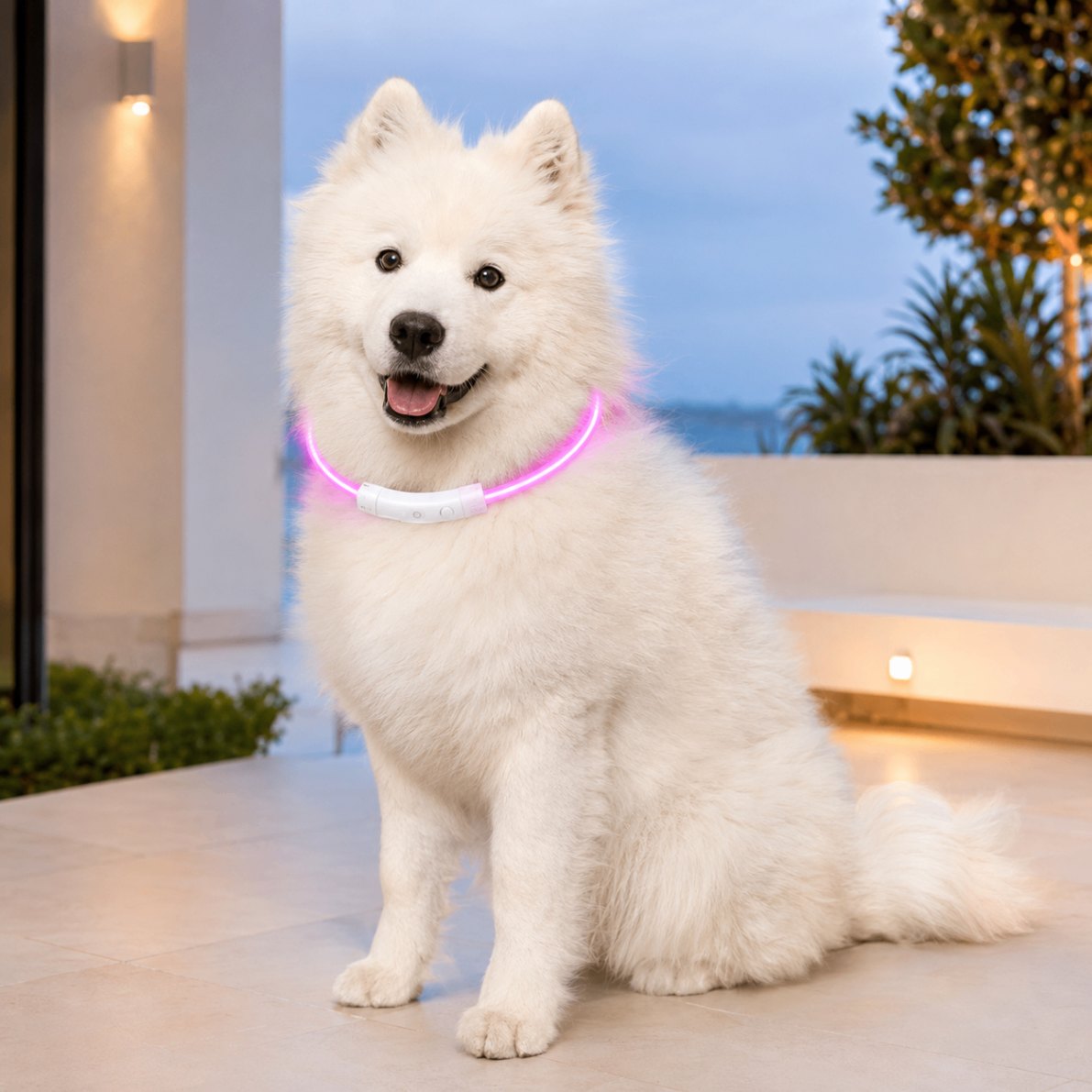 Perro pequeño usando el collar LED de noche